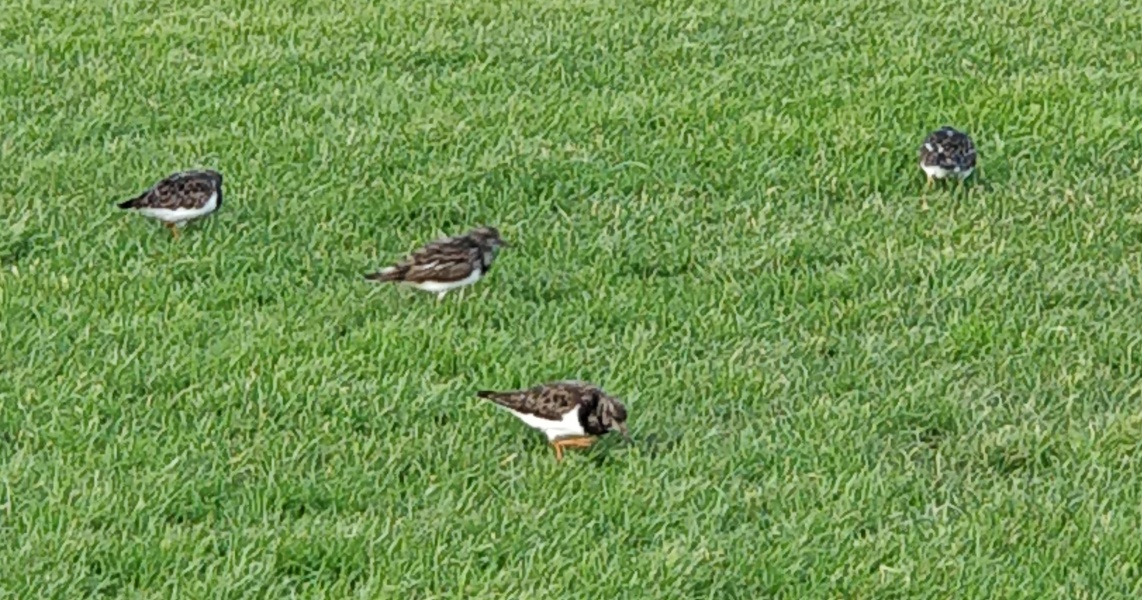 Can anyone identify these birds?