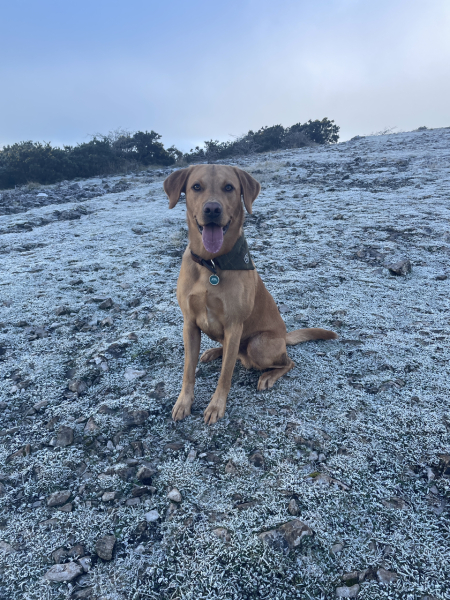 Teen dog thread