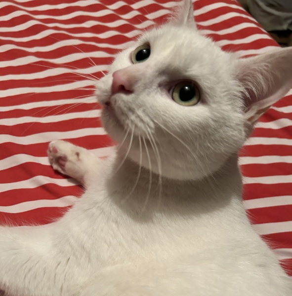 New cat arriving tomorrow!