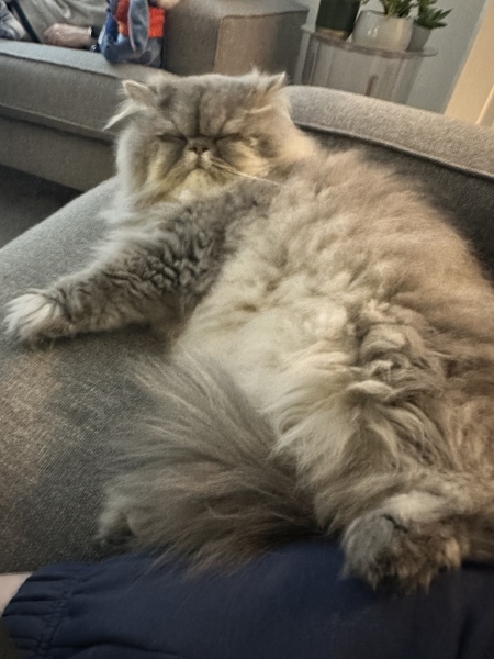 Help with moving cat