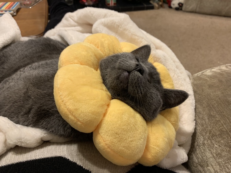 How to make cat comfy post op?