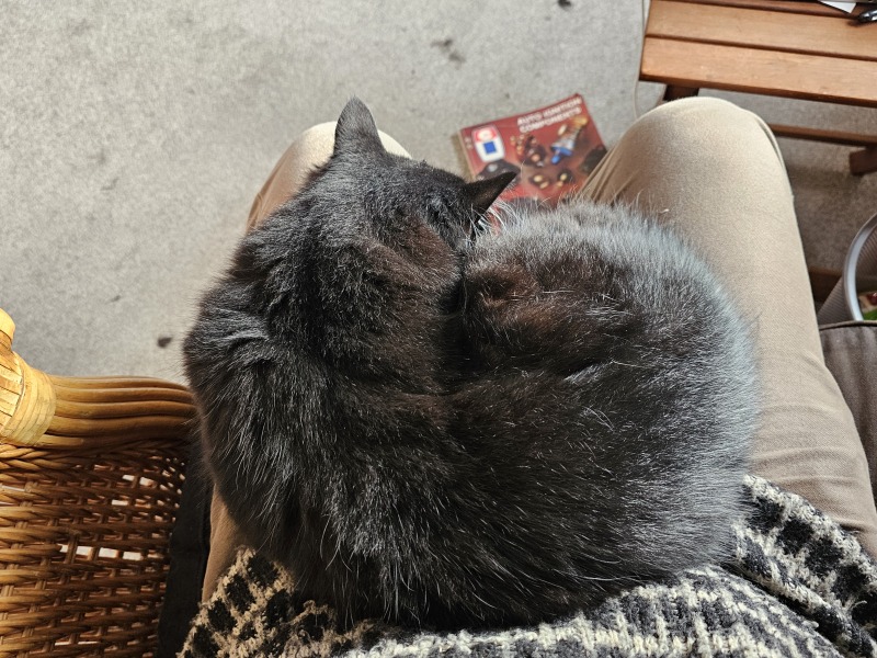 Christmas with the Excellent Cats