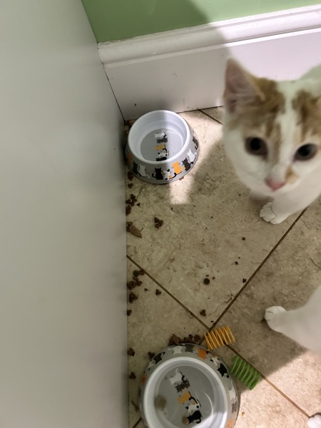 Are all cats messy bastards or is it just mine?
