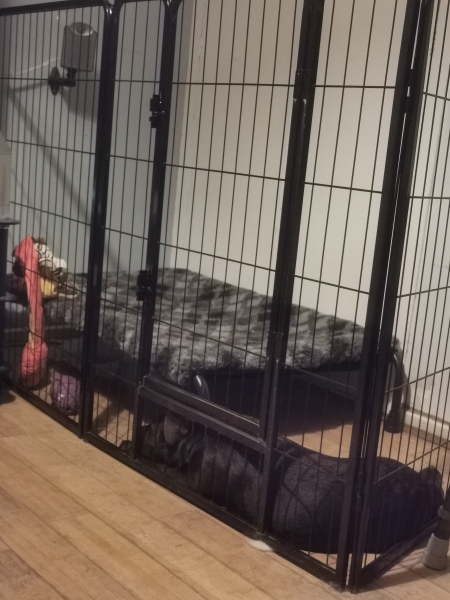 Puppy Survival Thread - for old and new pups heading into winter