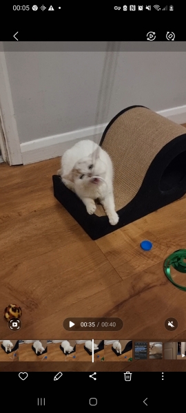 Advice needed for situation with poorly cat