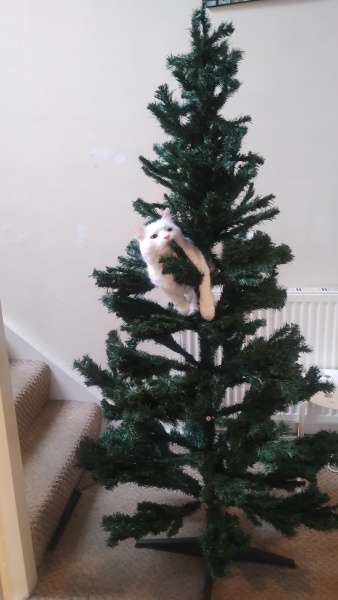 Christmas with the Excellent Cats