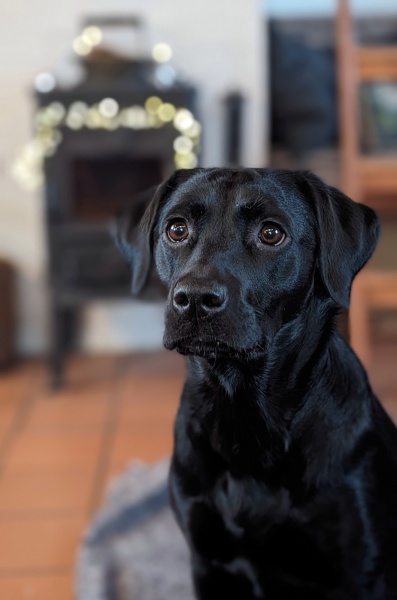 Puppy Survival Thread - for old and new pups heading into winter