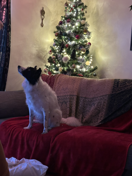 What's DDog had for Christmas?