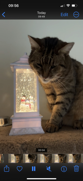 Thug cat part 5 - For he will not do destruction, if he is well-fed, neither will he spit without provocation.