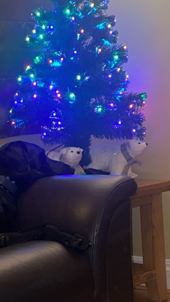 Puppy Survival Thread - for old and new pups heading into winter