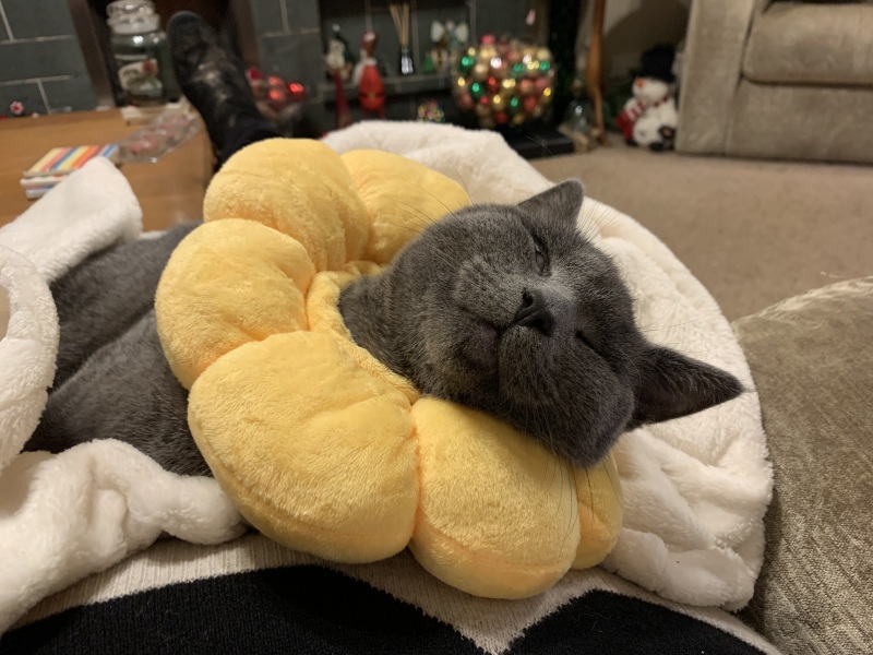 How to make cat comfy post op?