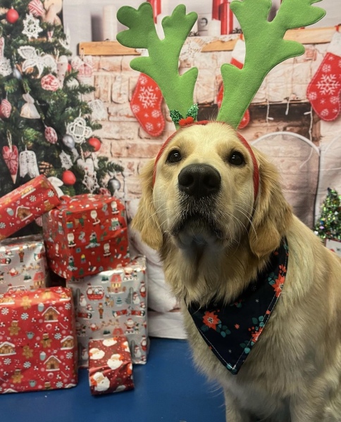 What do I need to know about getting a golden retriever?