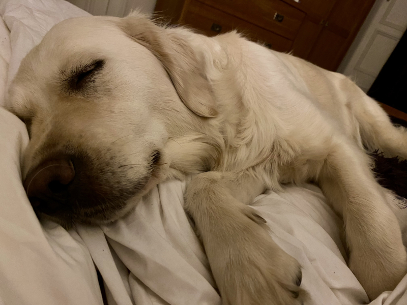 What do I need to know about getting a golden retriever?