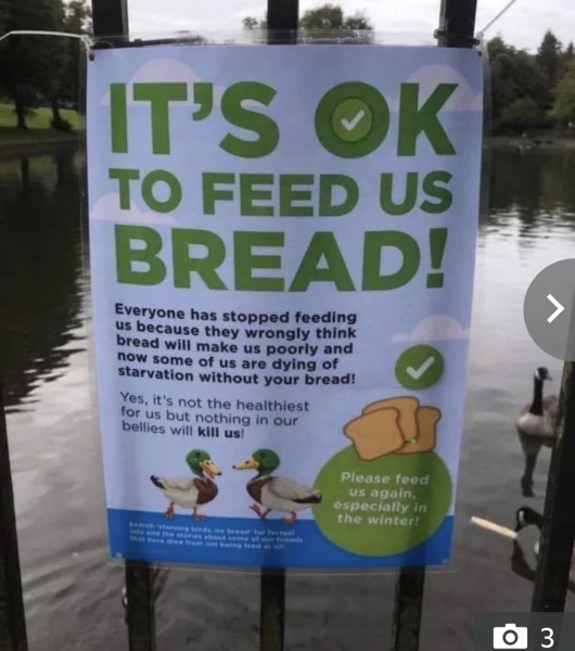 Woman's weird behaviour at duck pond?