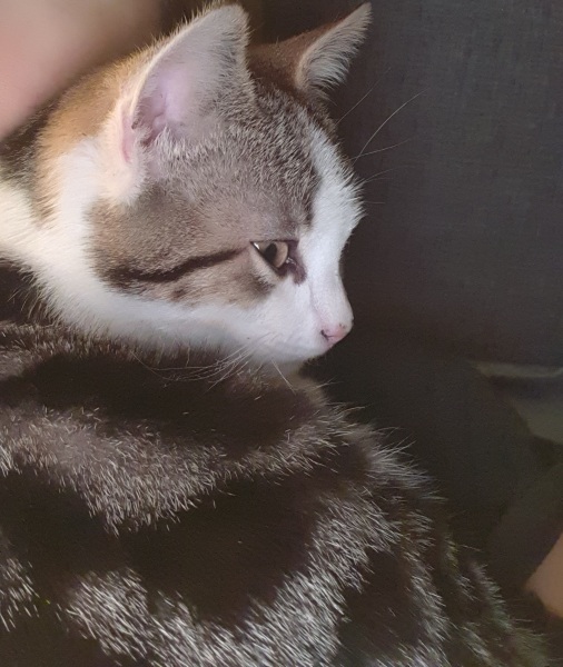 Do cats need a friend?