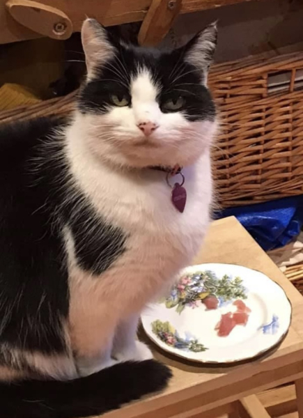 Does anyone buy there cat a present for Christmas?