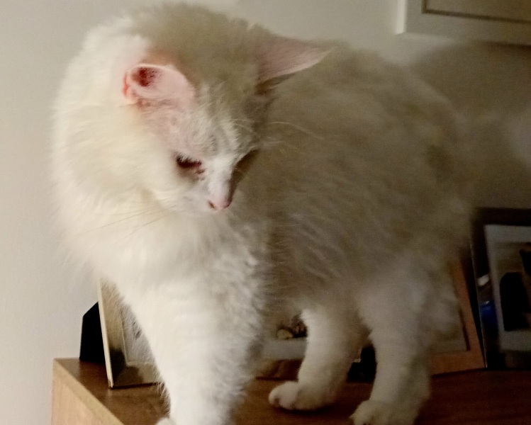 The Very Eventful Lives of the Excellent Cats