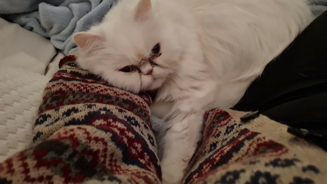Show me your Persians!