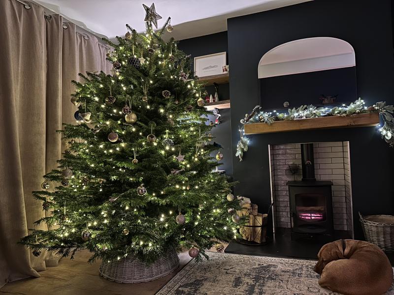 The ultimate SHOW US YOUR TREE megathread!