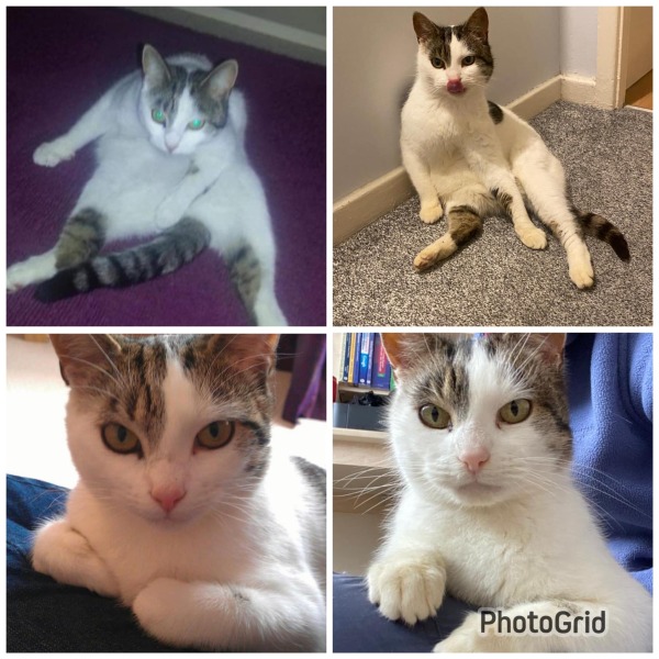 Lost cat has been found... Help?!