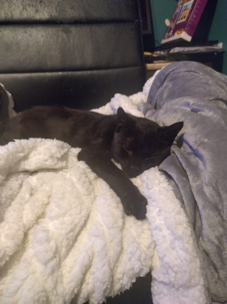 Christmas with the Excellent Cats