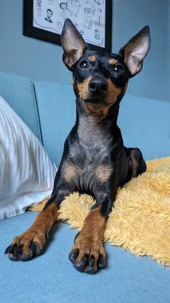 Puppy Survival Thread - for old and new pups heading into winter