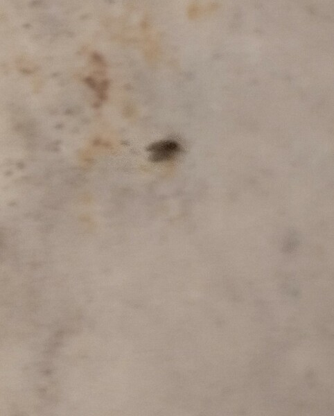 Tiny hoppy flies that crawl out of the shower drain?