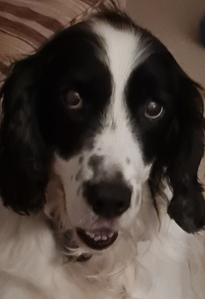 Any dog lovers out there decided against getting another dog?