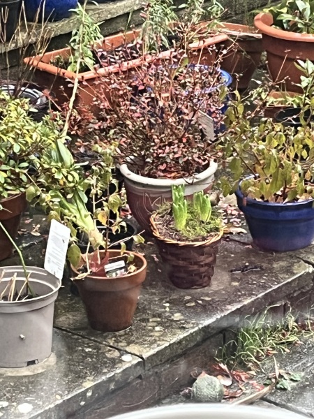 What have you done in the garden today? Part 3