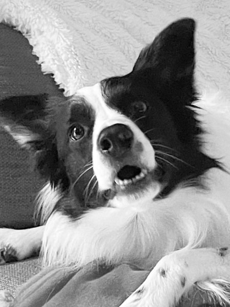 What are dogs myths that just will not die?