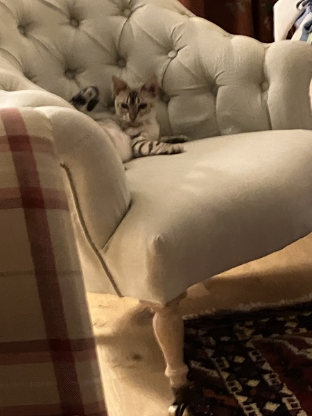 My new curley haired kitten