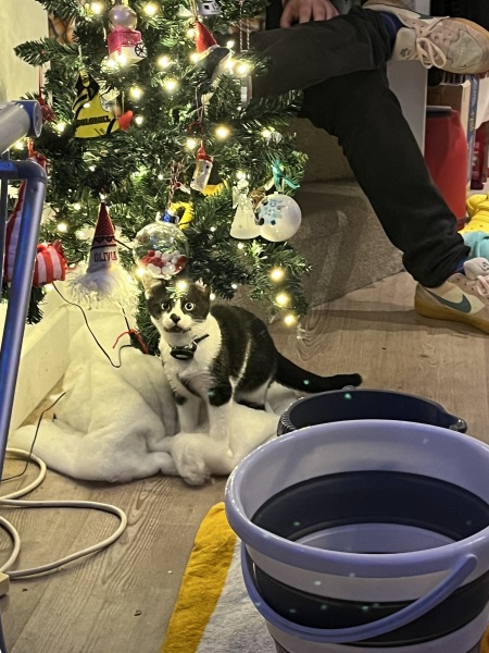 Christmas with the Excellent Cats