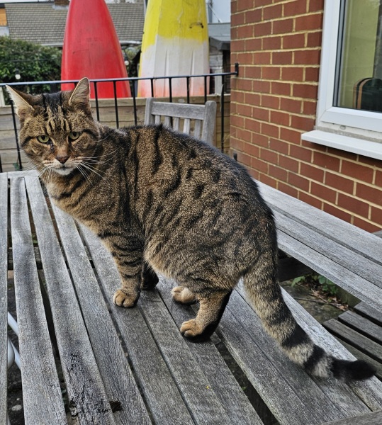 Thug cat part 5 - For he will not do destruction, if he is well-fed, neither will he spit without provocation.