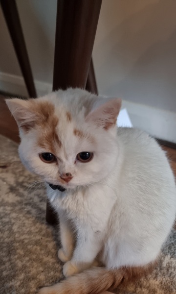 Advice needed for situation with poorly cat