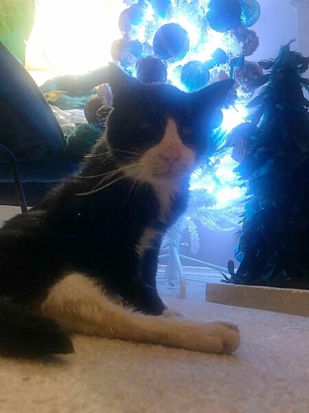 My old girl has died
