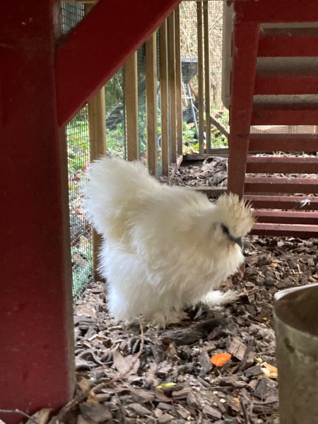 The Great Recovery! After cancer what next?