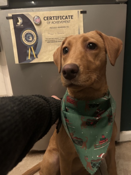 Puppy Survival Thread - for old and new pups heading into winter