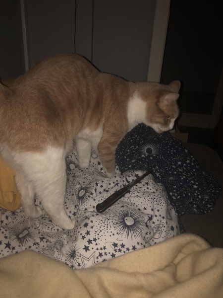 Christmas with the Excellent Cats