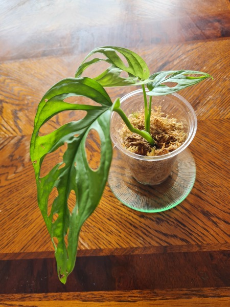 I bought a cutting that is rooted in moss - do I remove the moss to plant it?