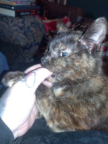 Christmas with the Excellent Cats