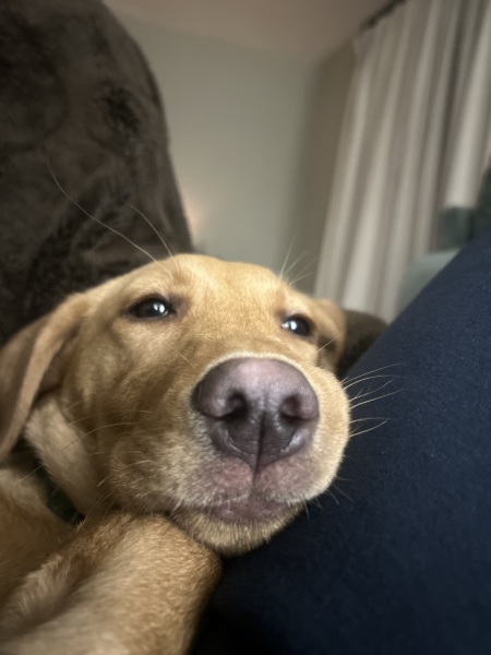 Puppy Survival Thread - for old and new pups heading into winter