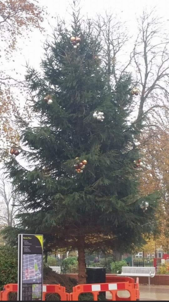 Is this the most rubbish tree you’ve seen in a town?