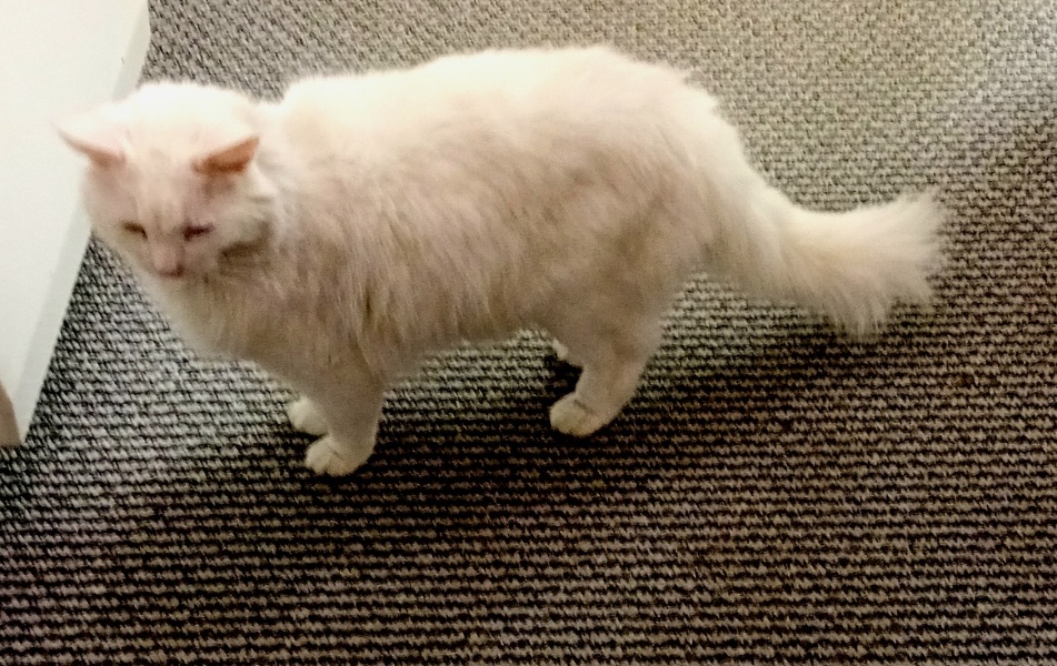Christmas with the Excellent Cats