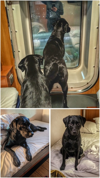 Puppy Survival Thread - for old and new pups heading into winter