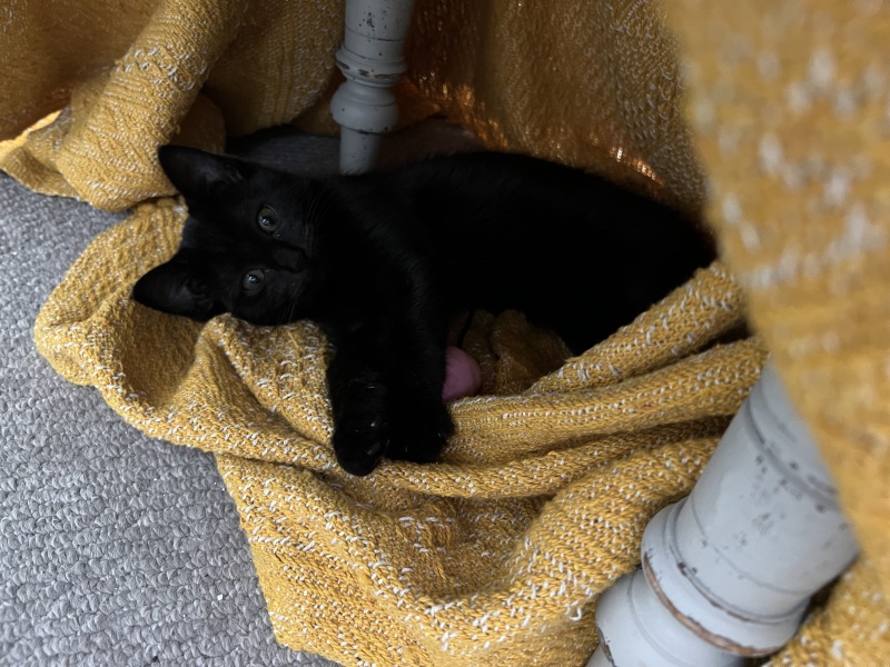 Advice needed for situation with poorly cat