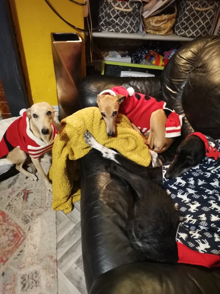 Thin skinned lurcher lost a bit of weight