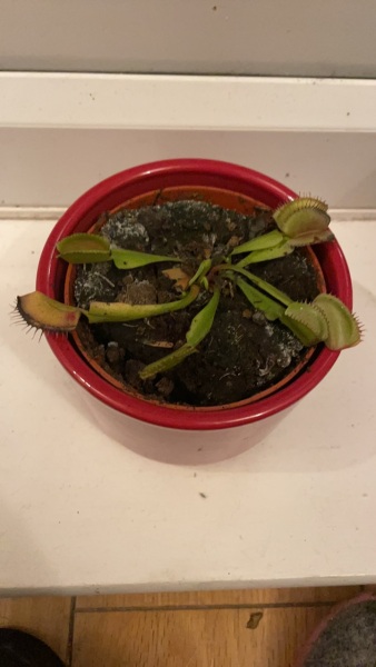 Is my flytrap on its last legs?