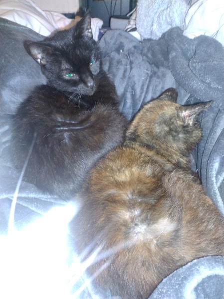 Christmas with the Excellent Cats