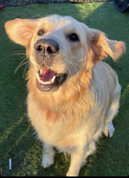 What do I need to know about getting a golden retriever?