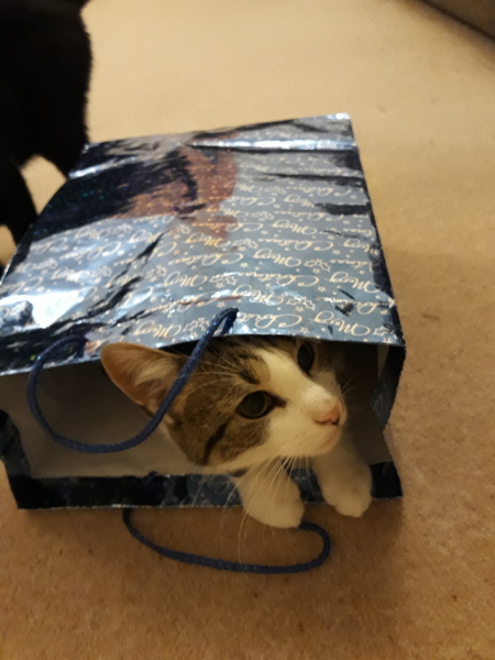 Does you cat love wrapping paper too?